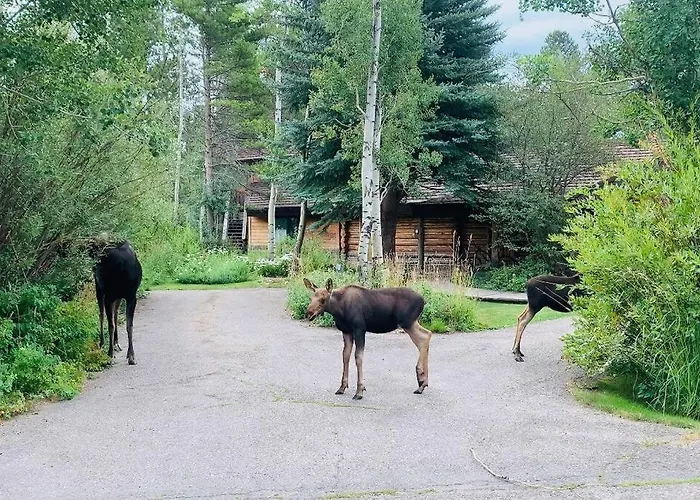 Aspen's